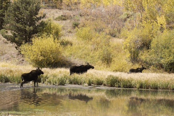 Moose at C Lazy U Ranch