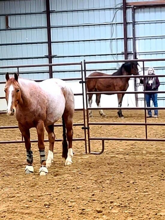 Pepper and Remi during a Round Pen Demo