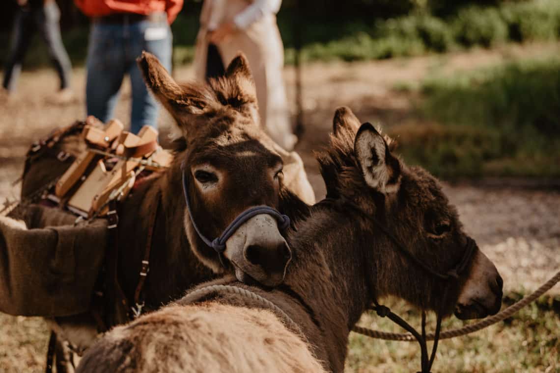 donkey's hugging