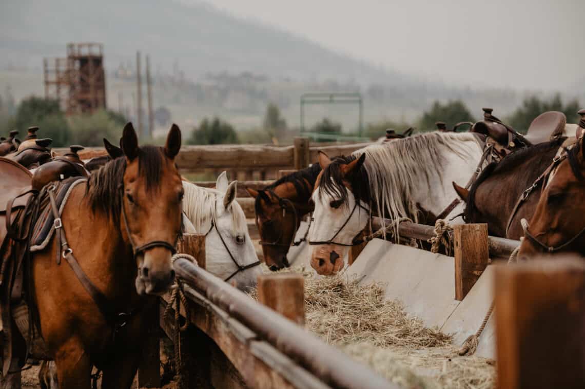 horses upclose at c lazy u 