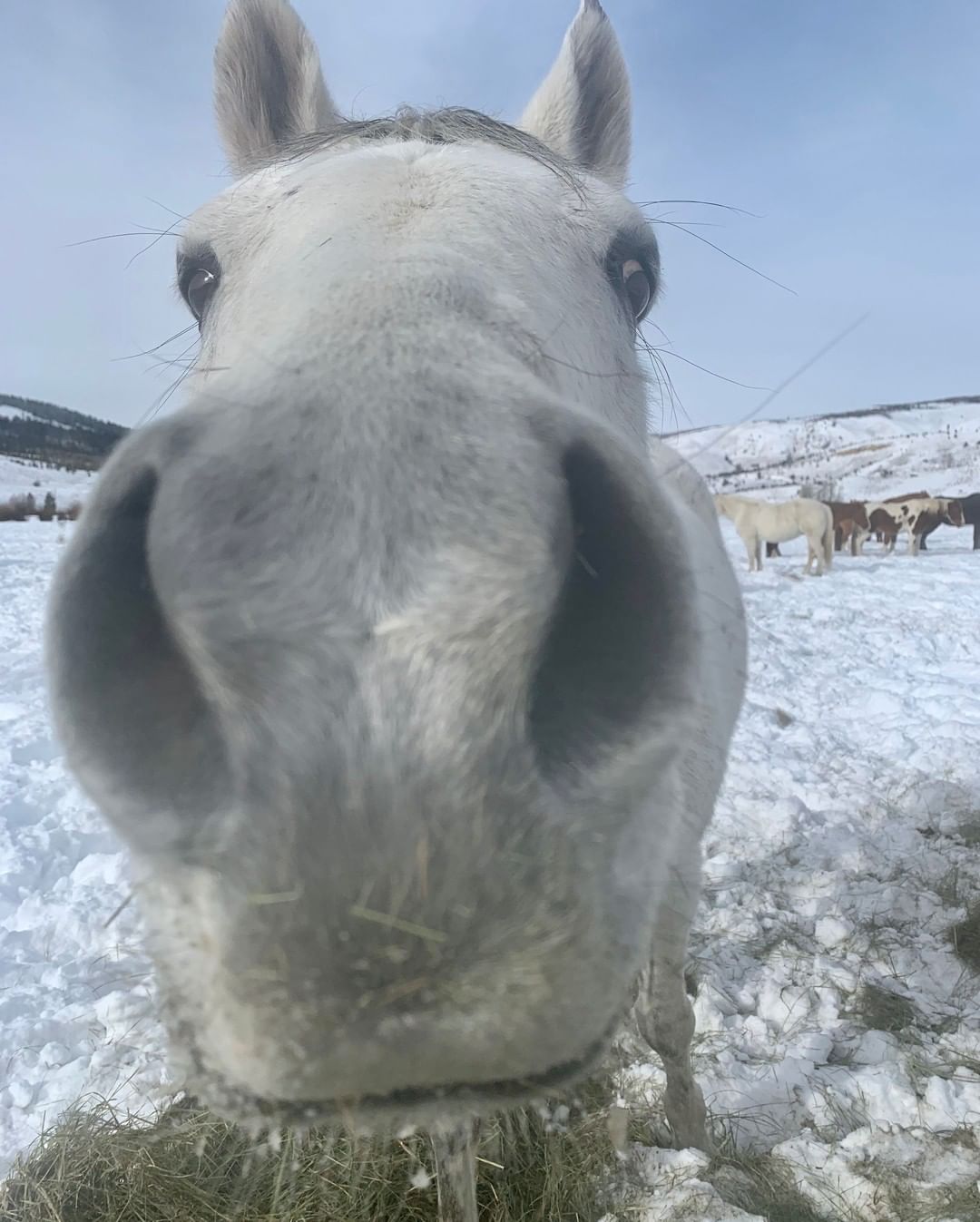 close up of white horse