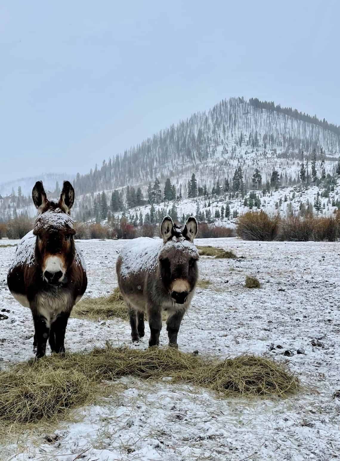 wilbur and tilly