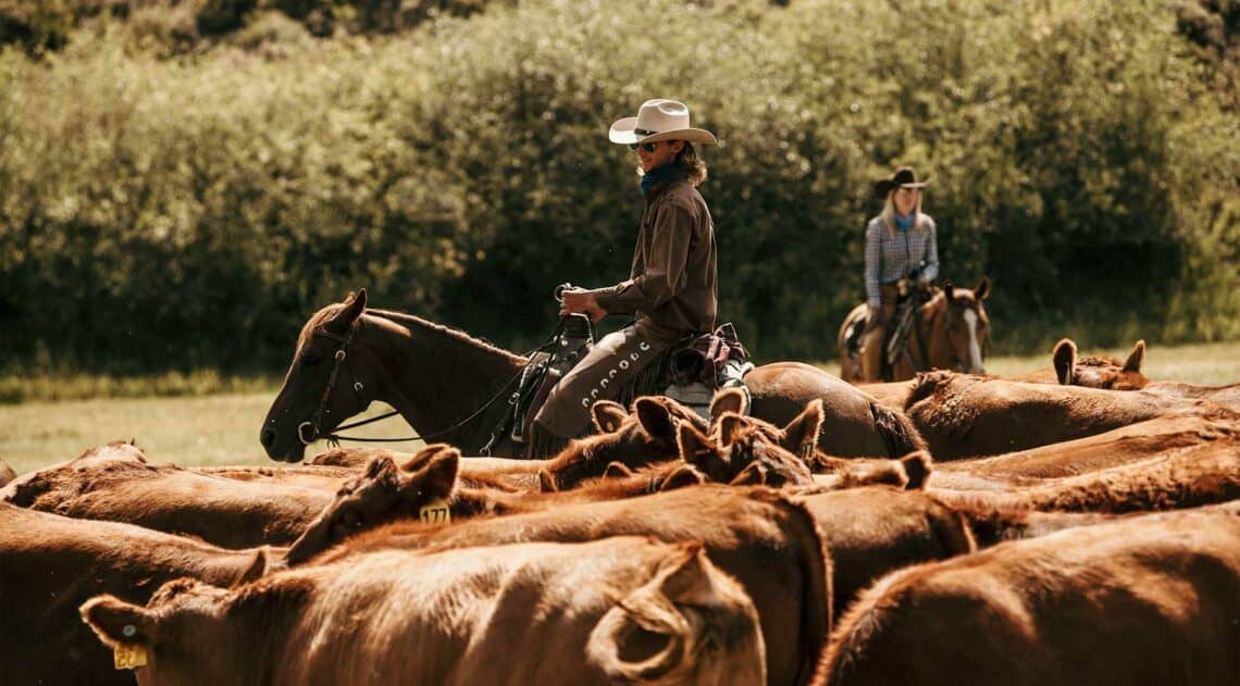 Working cows at the C Lazy U Ranch