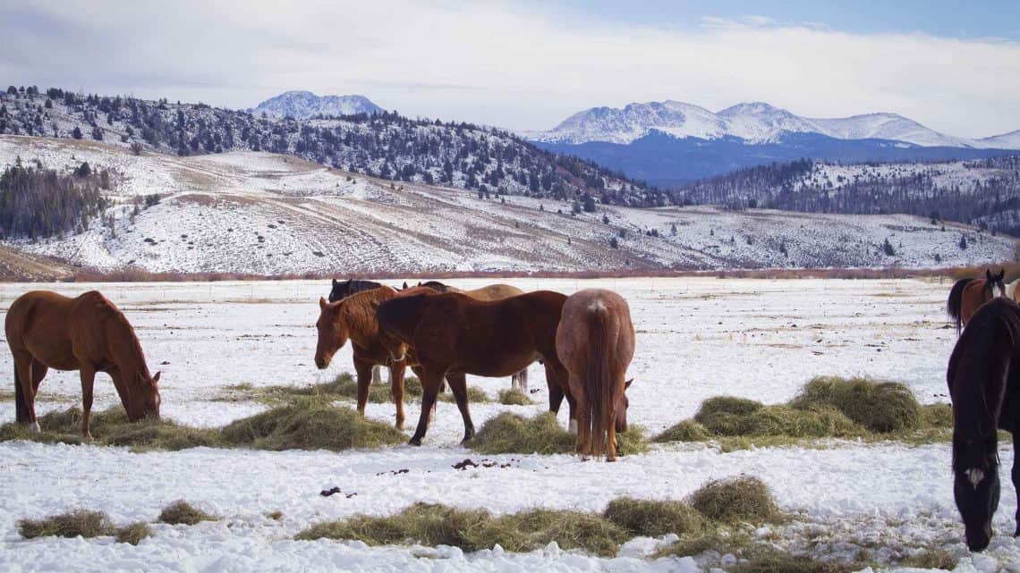 Horses feeding