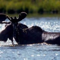 Moose bathing in river