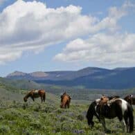 Horses enjoy a lunch break while on a trail ride up in the mountains