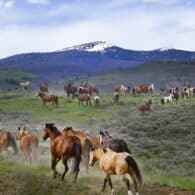 Horses are done working and heading out to pasture