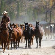 Ranch horses kicking up dust on their way out to pasture