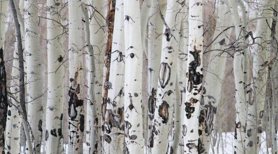 Closeup of Aspen trees