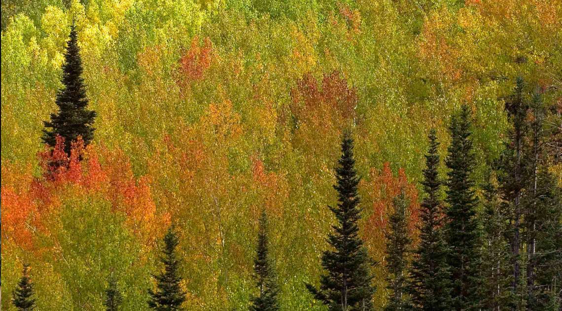 aspens-in-fall