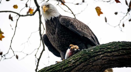 Bald eagle