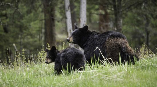 Two black bears in the grass