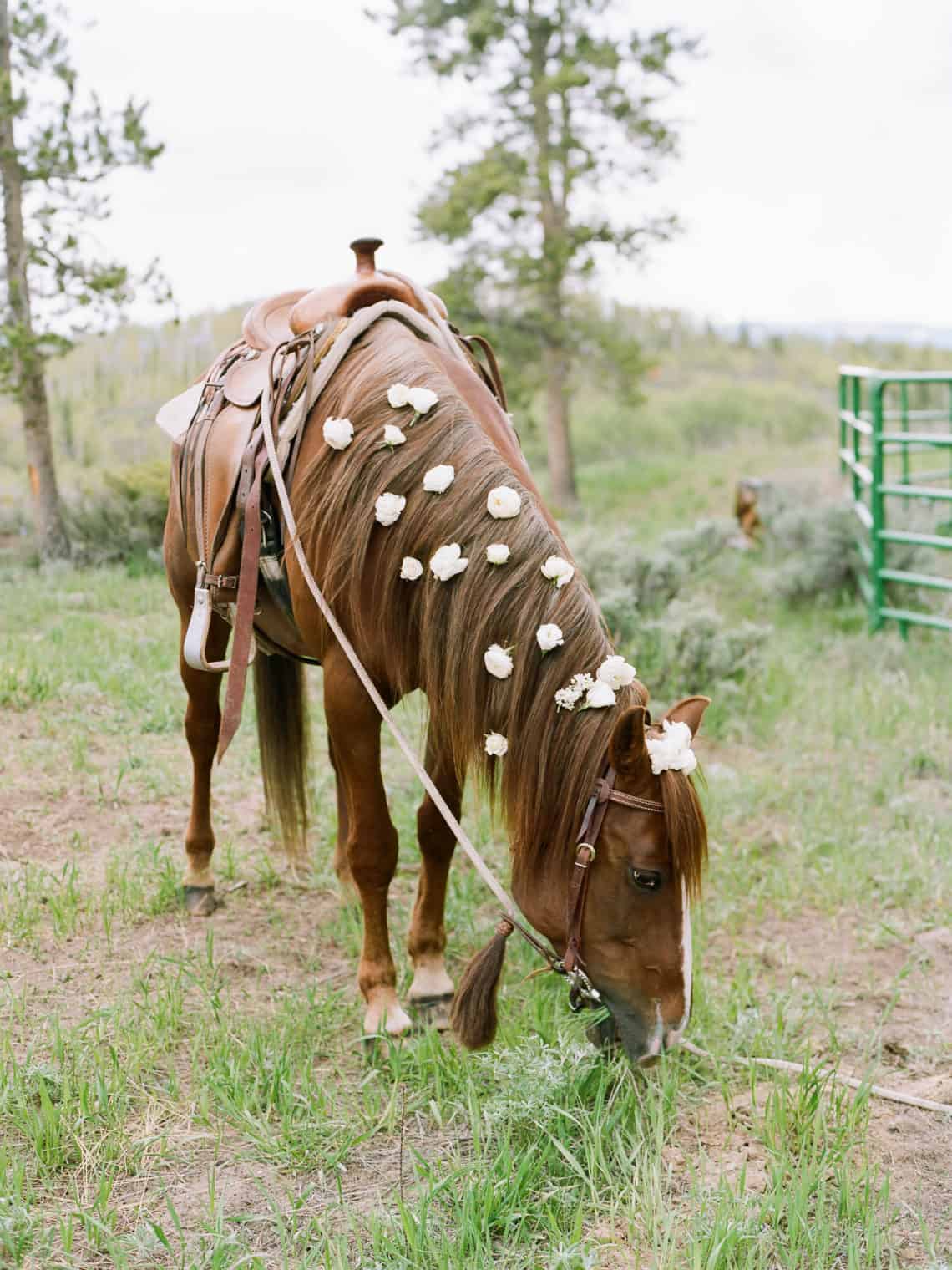 horse with wedding flowers