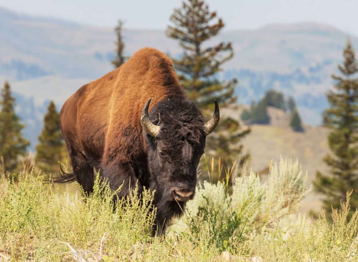 buffalo in Colorado