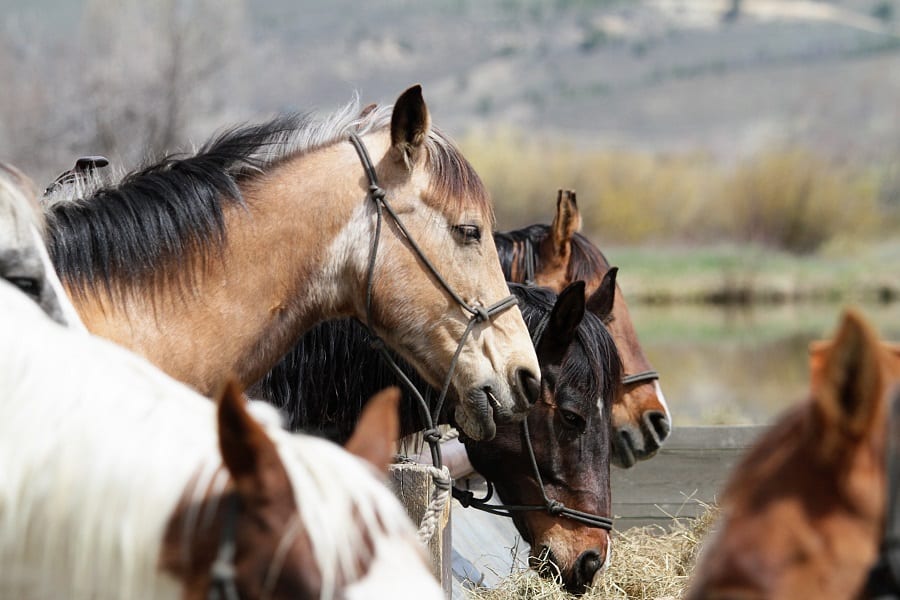 Closeup of horses