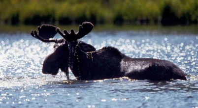 Wild moose are just some of the wildlife you'll see while you're here on your Colorado ranch vacation. Moose bathing in river