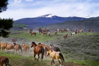 We love our animals! After the work and horseback riding is done, they are guided to the pasture for some down time. Horses are done working and heading out to pasture