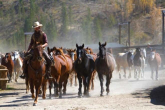 The wranglers lead the horses out. It's a dusty deal, known as the Daily Jingle. There's always work to do here at this guest ranch. Ranch horses kicking up dust on their way out to pasture
