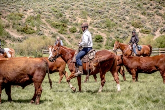 Your dude ranch experience can include cattle pushing. We will make anyone a cowboy or cowgirl at our Colorado ranch!