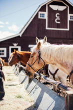 The horses are waiting to be served their hay for lunch while the guest dine on gourmet food at the Patio House. horses at the hay trough in front of the barn