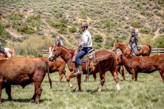 cattle-drives