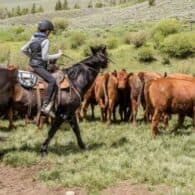 Guests working the cattle during their vacation.