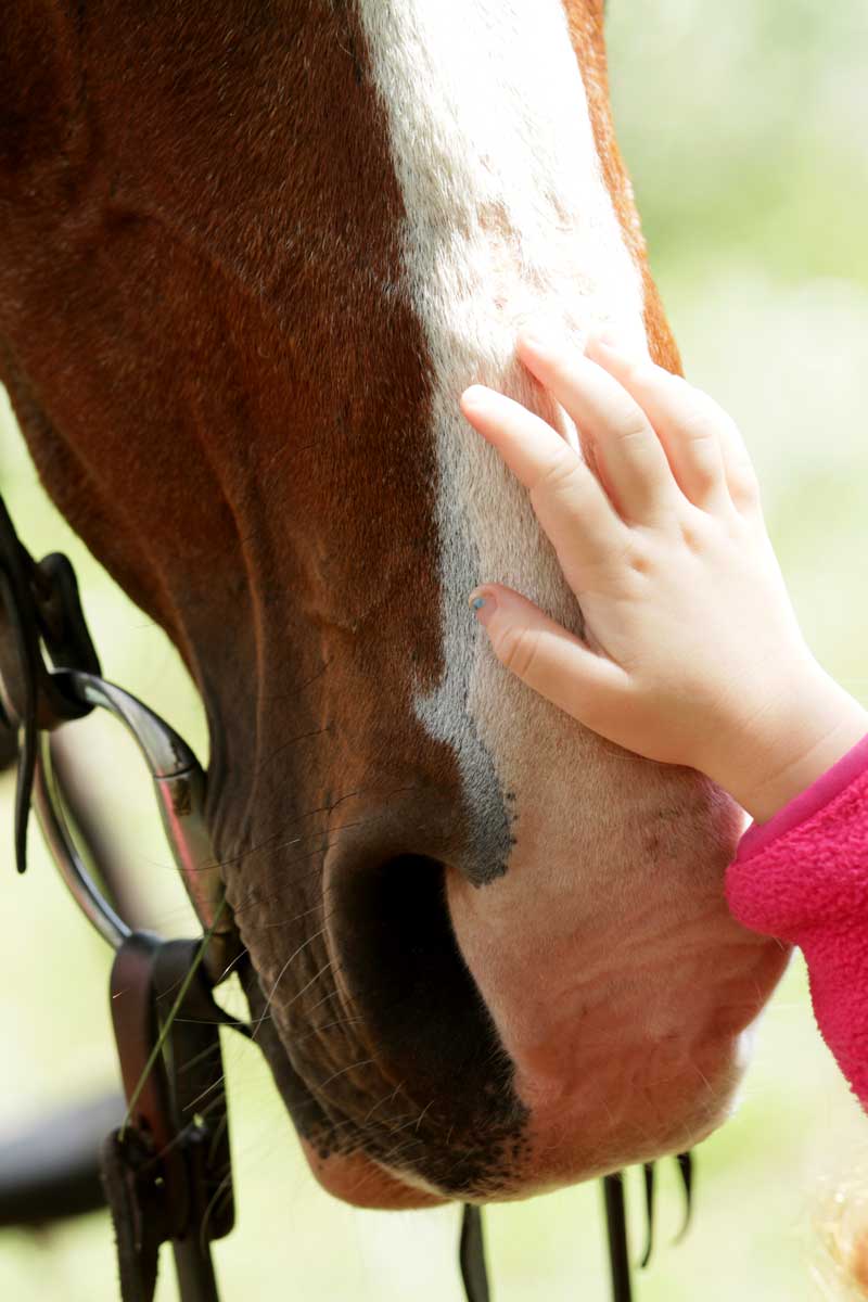 Child hand petting horse on nose