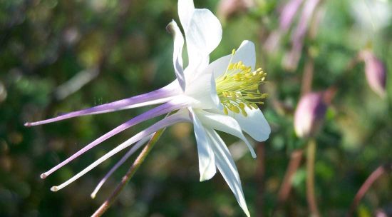 Closeup of white flower