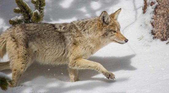 Coyote in the snow