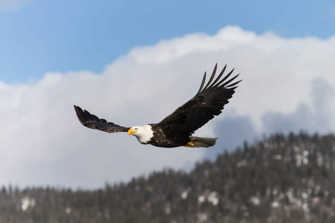 bald eagle in air