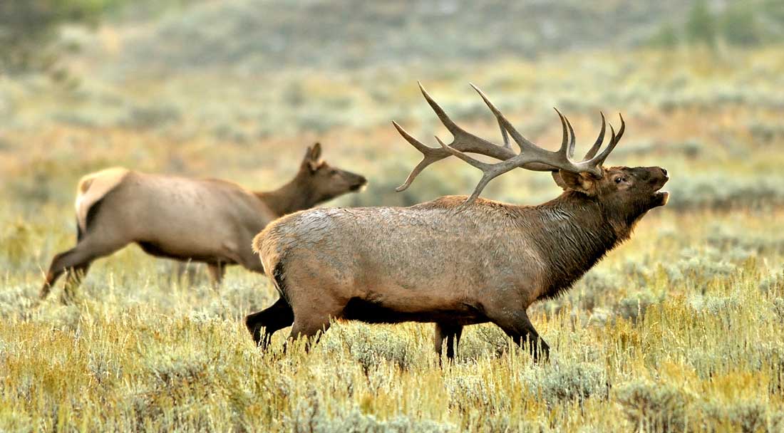 elk