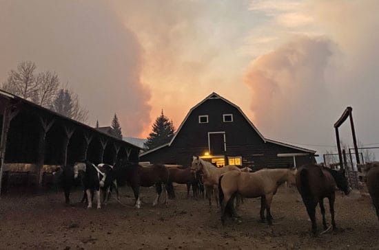 horses rounded up for evacuation