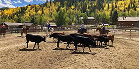 cattle sorting clinic in the outdoor arena