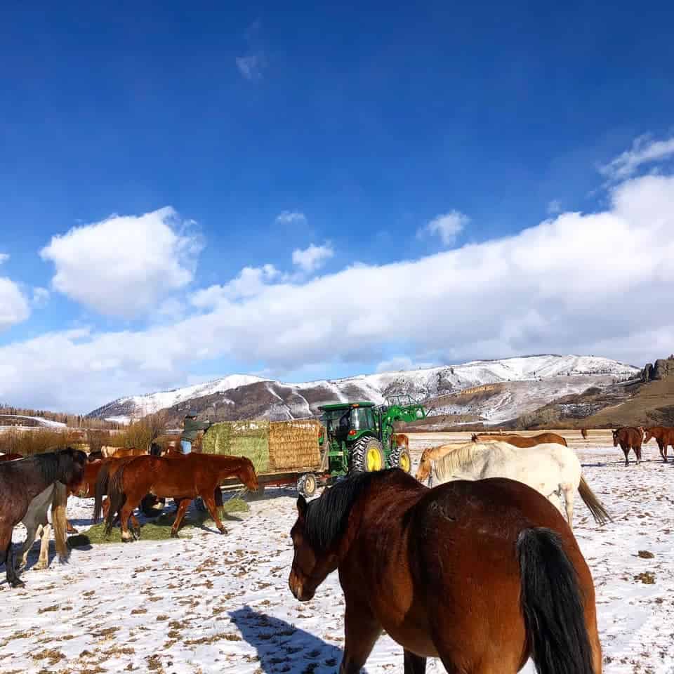 the Feed Wagon activity at C Lazy U Ranch