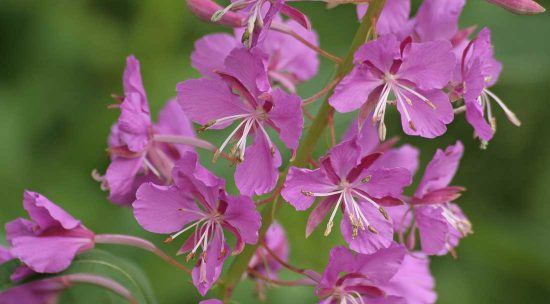 Close up shot of flowers