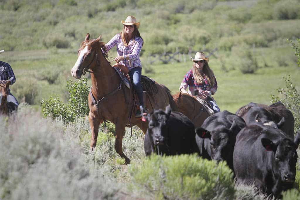 cow girls pushing cattle