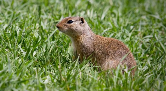 Ground squirrel in grass