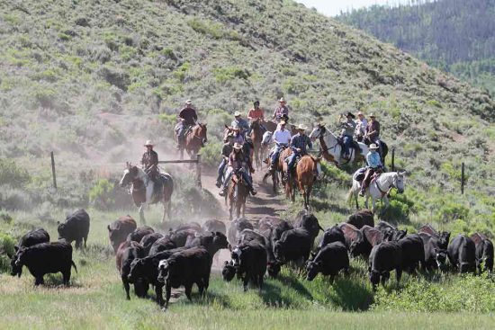 group-pushing-cattle-through-gate