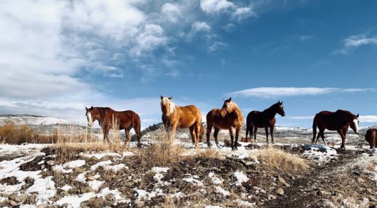 horse in melting snow