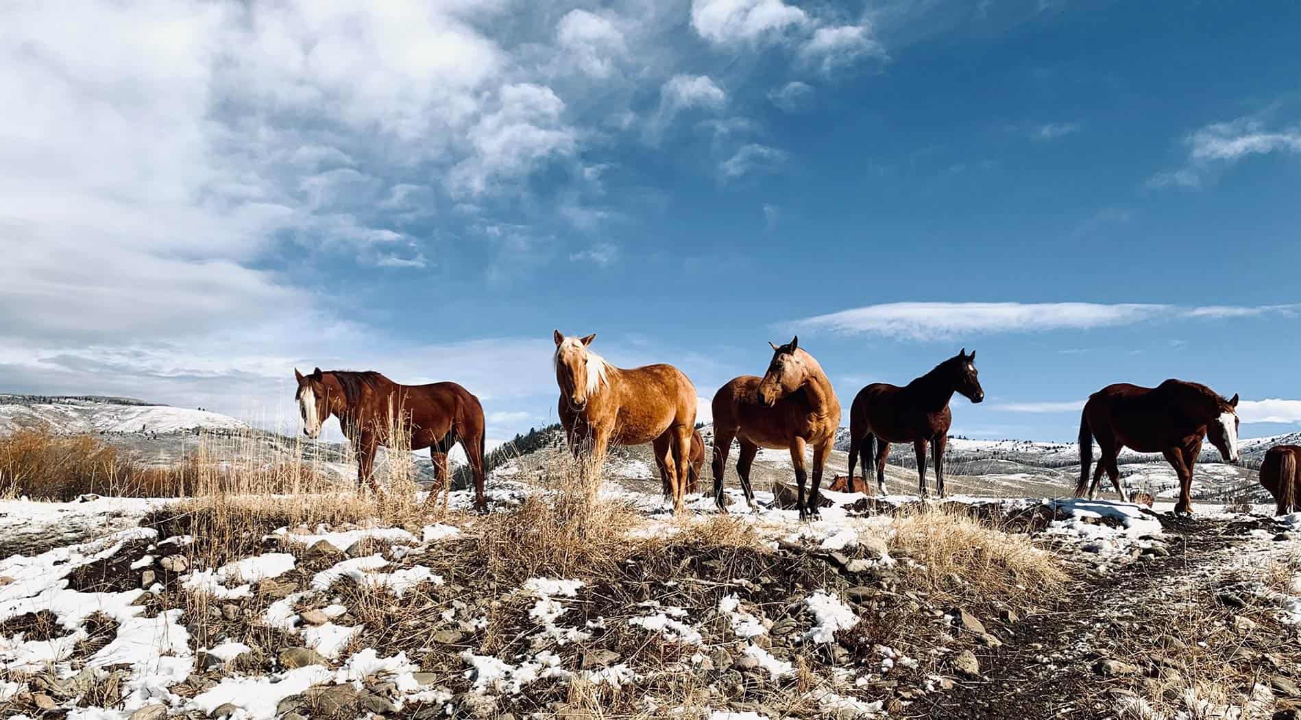 horse in melting snow