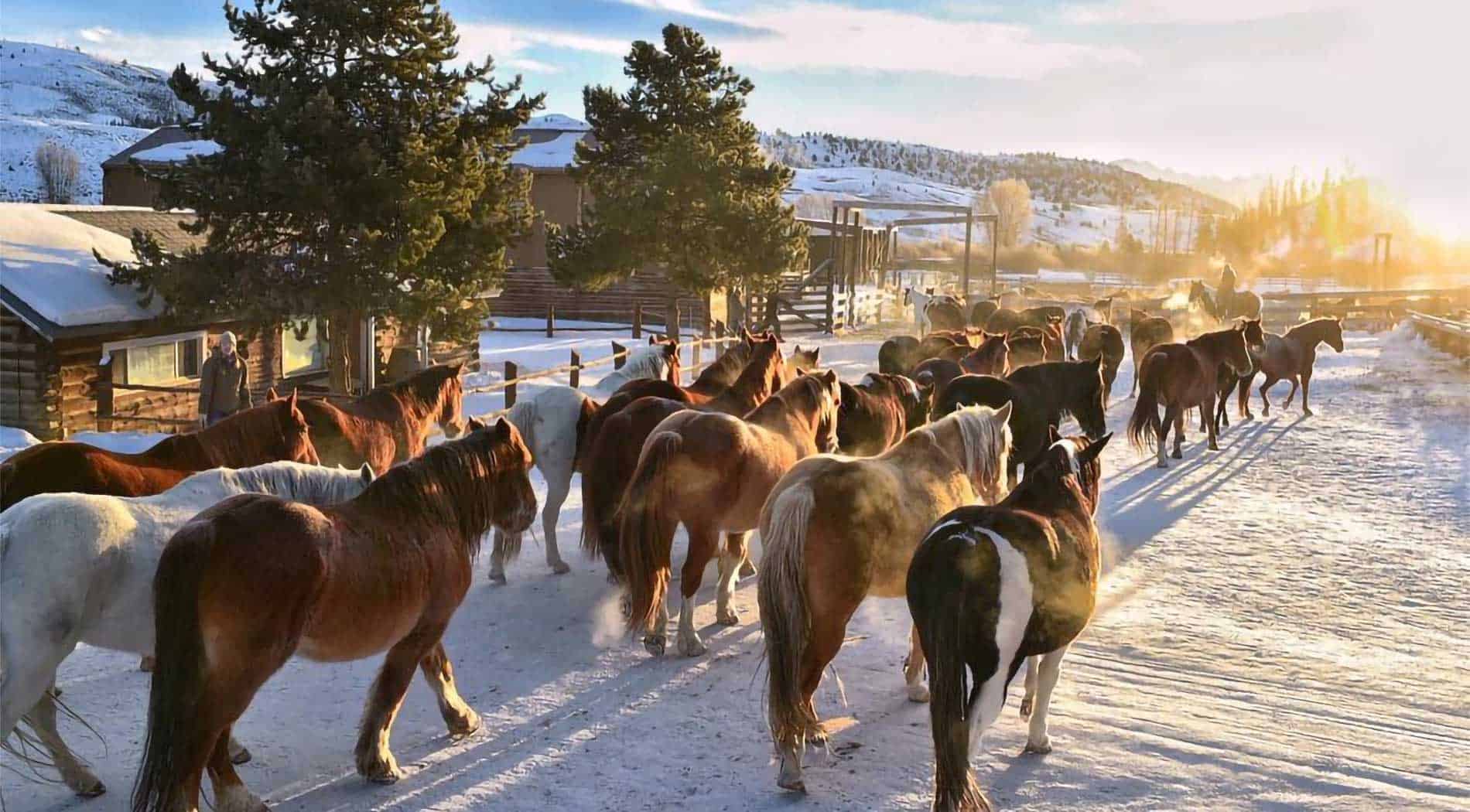 horses gather in the yard before work each day