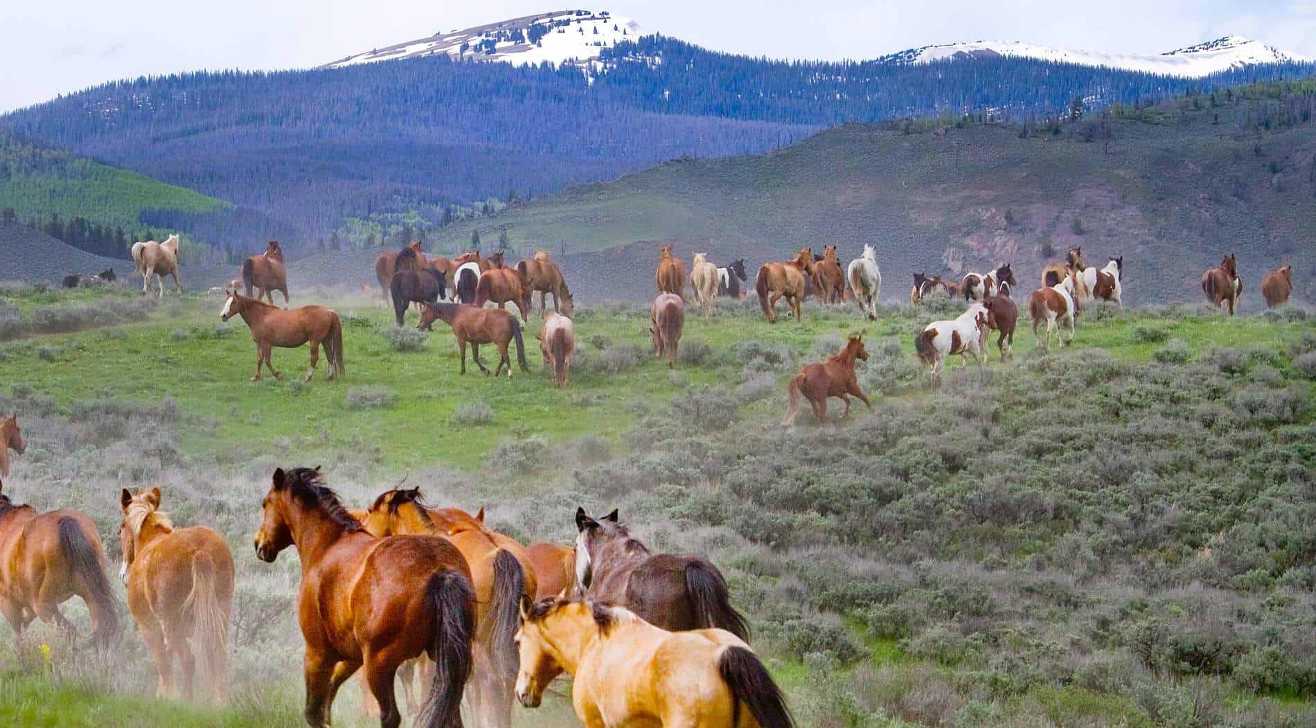 C Lazy U's herd of horses heading out to pasture on a spring day.