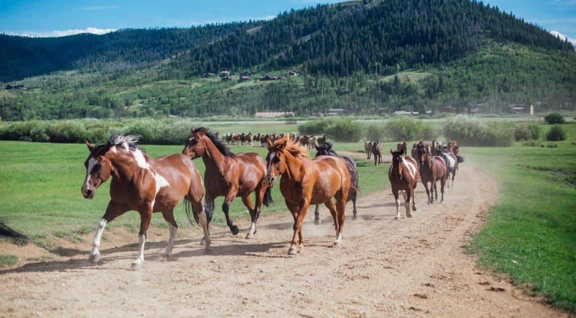 horses on a road