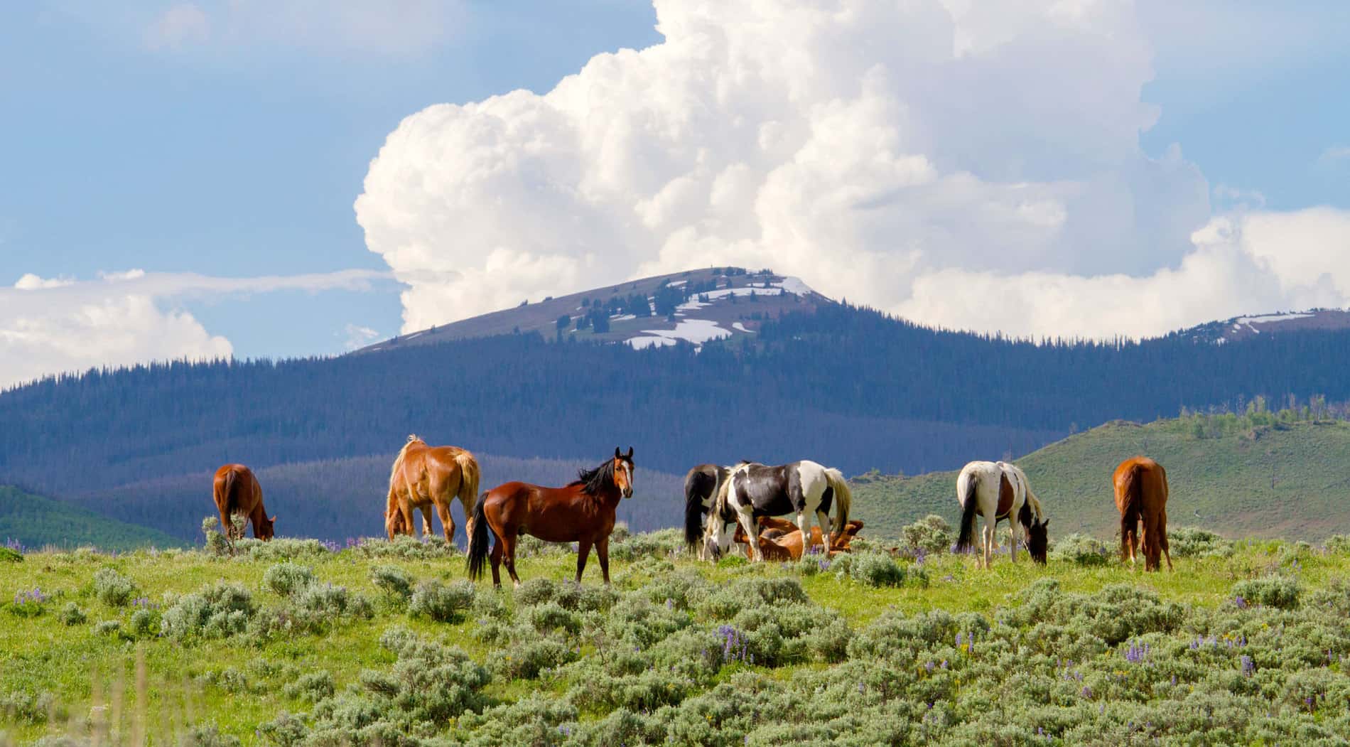 horse in the field