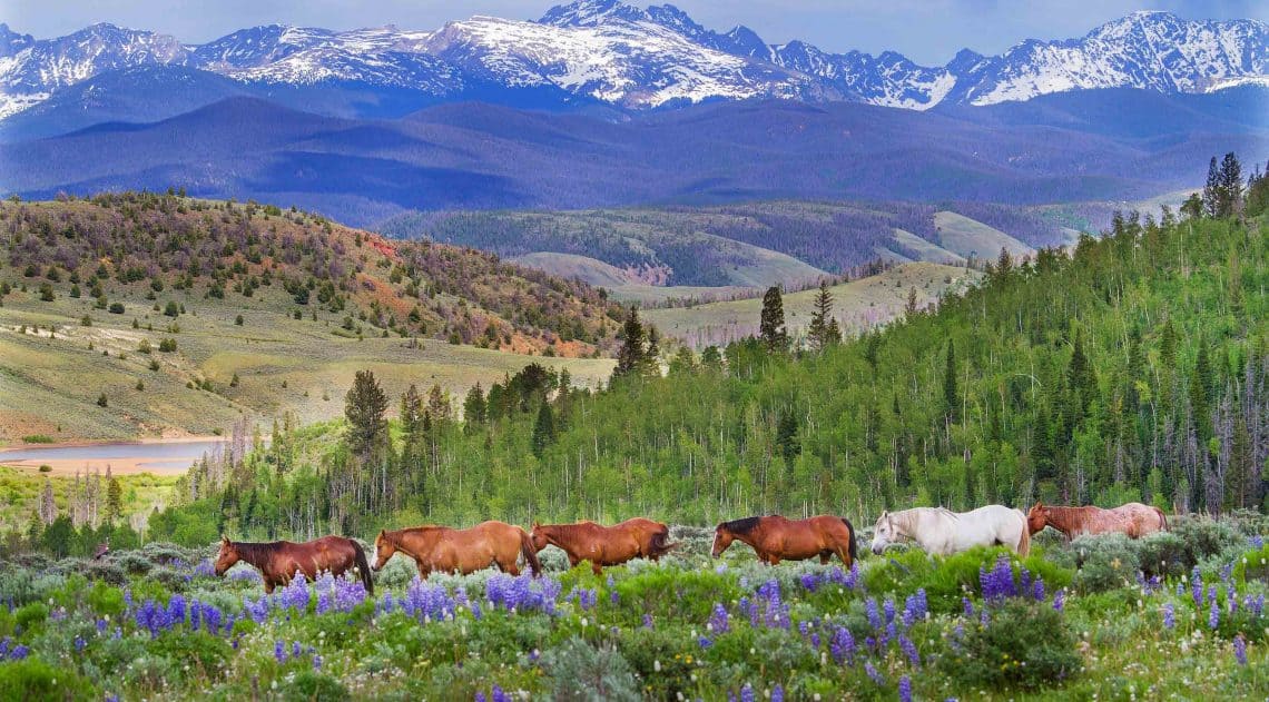 horses in field with purple flowers