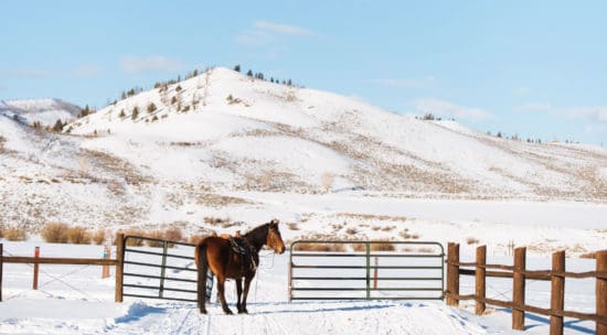 Horse at gate during Winter.