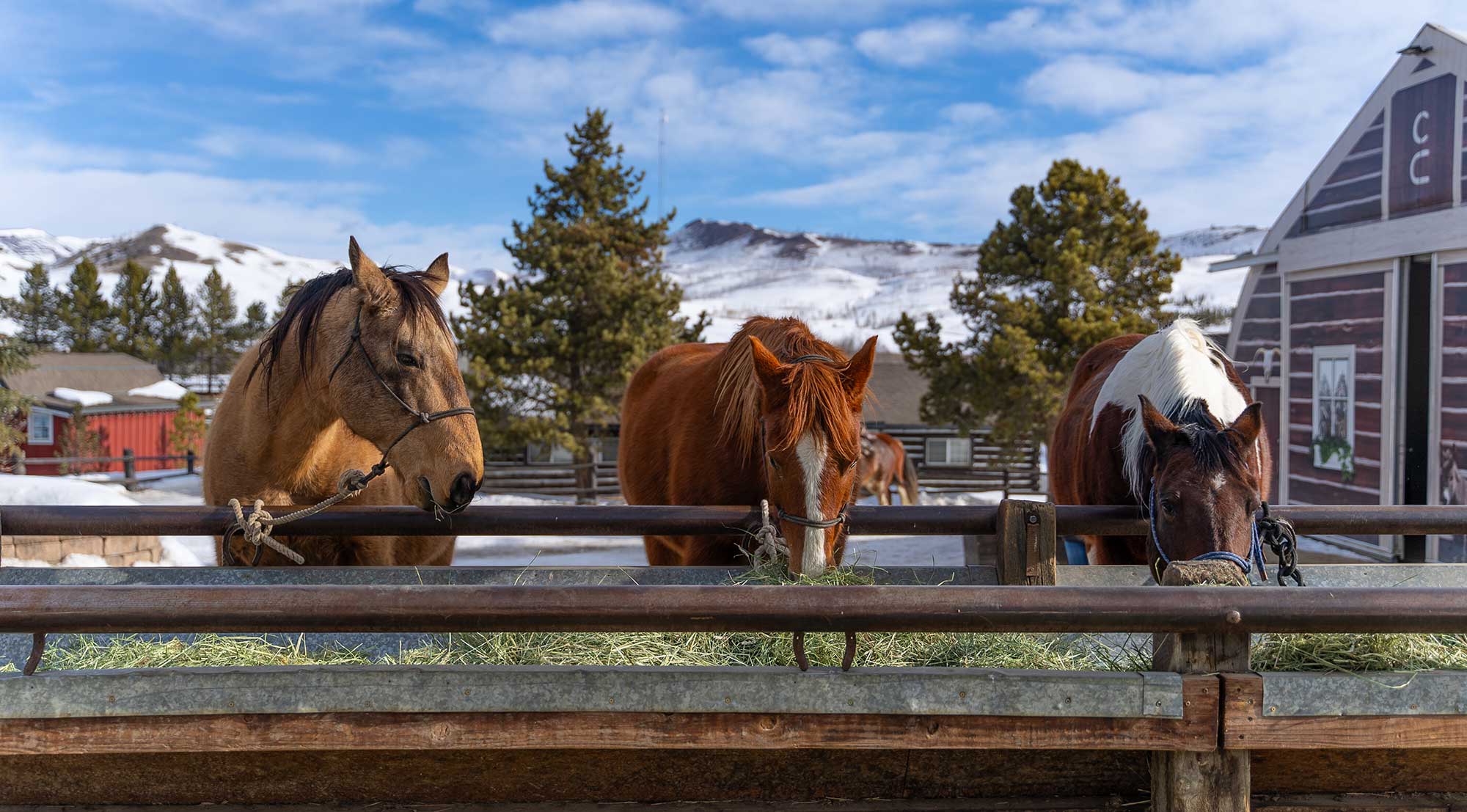 Horses eating hay from the trough outside the barn in winter