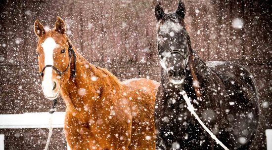 horses in the snow barn