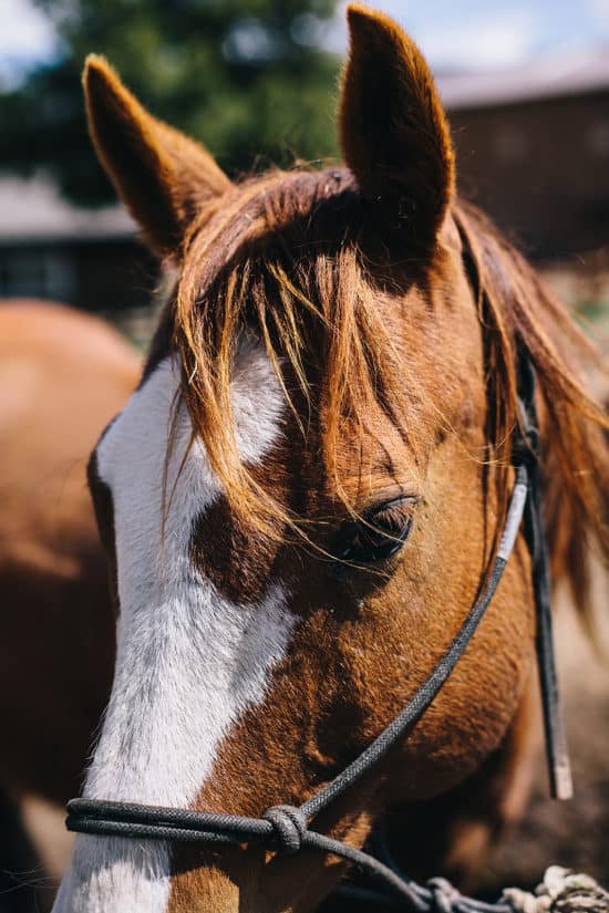 A ranch horse close-up