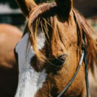 A ranch horse close-up